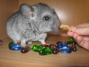 Шиншиллы разноцветные #409159