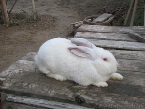 Продам кролей Николаев #420081