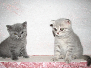 Шотландская вислоухая #398998