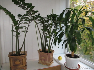 Замиокулькас просто супер #400788