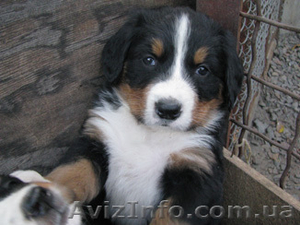     Щенки бернского зенненхунда  #406885