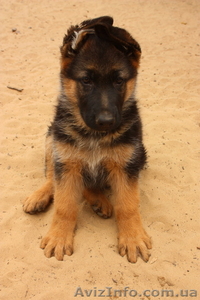 Продаю отличных щенков немецкой овчарки (яркий окрас) #398395