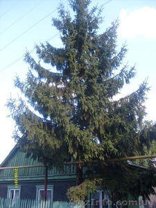 продам  ель более 30 лет #397297