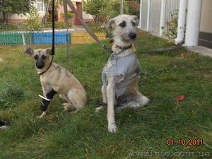 Собачка в добрые руки #408658