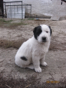 прекрасные щеночки алабая #420772