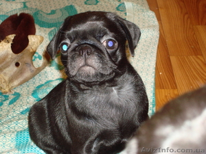 Щенки мопса черного окраса -мальчик и девочка #419296