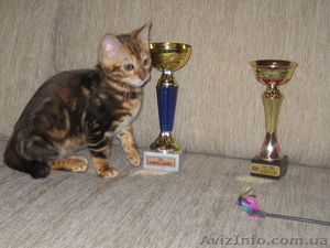 Бенгальские   котята. кот.кошка... #413396