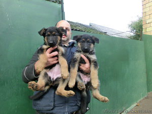 Немецкая Овчарка - алиментные щенки,  вязки! #410311