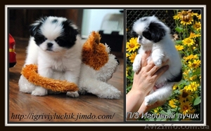 Японский хин - ангел хранитель.Доставка по Украине #415504