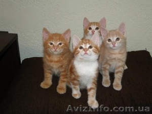 Замечательные солнечные детки ! #424390