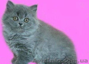 британського котика! #420310