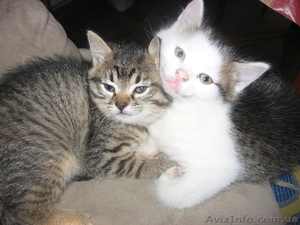 Котята в хорошие руки #398001