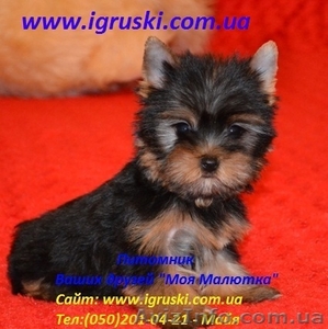 Очаровательные щеночки йоркширского терьера #414899