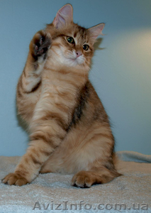 Лесные сибирские котята  редких окрасов #419069