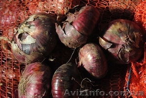 Cемена ялтинского  лука #412986