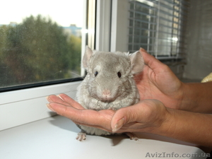 Продажа цветных шиншилл,  корм для шиншилл #417900