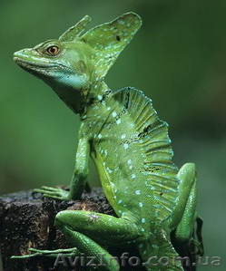 Рептилии-Зеленый василиск #272161