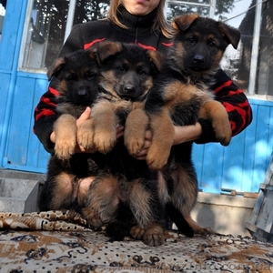 Перспективные щенки немецкой овчарки - крови Германии! #403790
