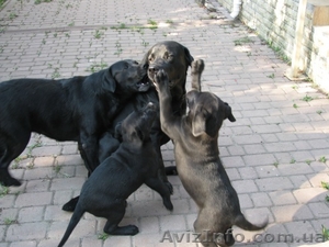 Животные*Щенки* Лабрадор #401463