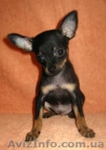Той терьер щенки мини и мелкий стандарт. Есть девочки и мальчики #424855