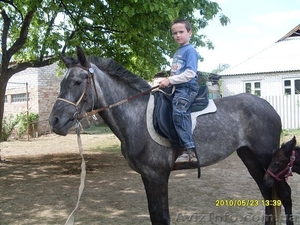 приглашаю на обучение и прокат по верховой езды. #405237