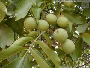 саженцы грецкого ореха #396625