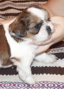 Ши-тцу,  щенки,  порода Китайских Императоров  #399611