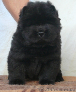 Щенки чау-чау предлагаем #396681