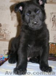 Щенки ВЕО,  восточно-европейская овчарка #402472