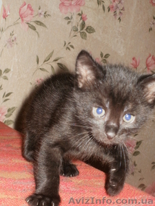 Подарю котят в хорошую семью #403810