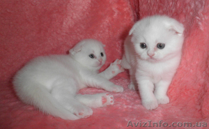 котята скоттиш фолд #400207