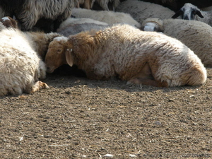 Продам баранов-производителей Гисарской породы #413438