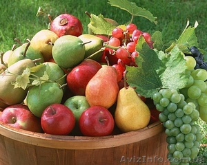 Саженцы слобжанщины #413755