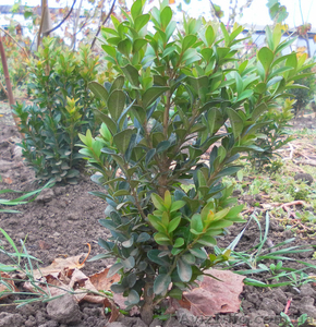 Продам саженцы липы,  туи,  самшита,  можжевельника козацкого #409705