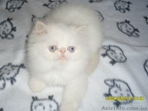 Продажа персидских котят #401895