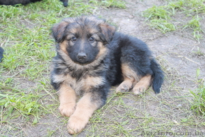 Щенки немецкой овчарки, вольерное содержание #406057