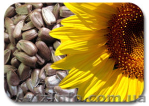 Куплю семечку #390817