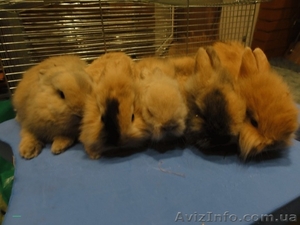 Срочно продам 5 декоративных кроликов #417526
