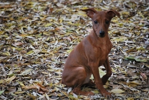 цвергпинчер (минидоберман) #401642