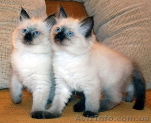 продам тайских котят #413654