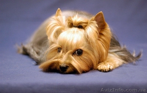 Профессиональная стрижка собак и кошек #408851