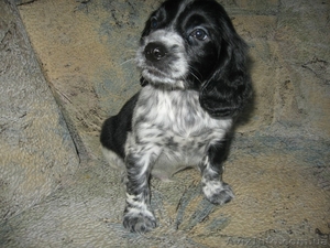 Недорого. Плановые щенки русского охотничьего спаниеля ФОСУ #403165