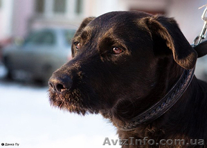 Предлагаю услуги по выгулу Вашей собаки/к или кошки/к! #450916