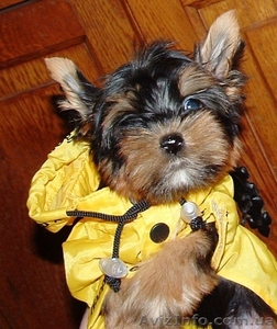 Йорки мини возраст 3 мес #446346