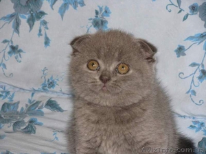 Плюшевые вислоушки с отличной родословной #435157