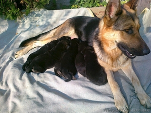 Продаются щенки немецкой овчарки. #444087