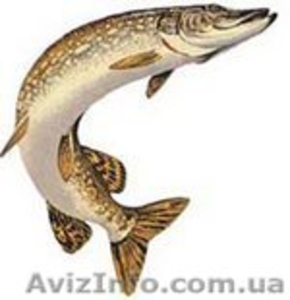 Продам рыбу карп судак товстолоб сом лещ плотва густёра #430845