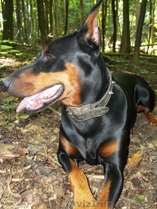 продам щенков добермана #439445