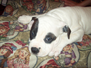 Американский бульдог,  Щенки #425803