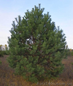 Саженцы ели,  сосны,  берёзы,  дуба,  клена,  липы,  черёмухи,  барбариса #446470